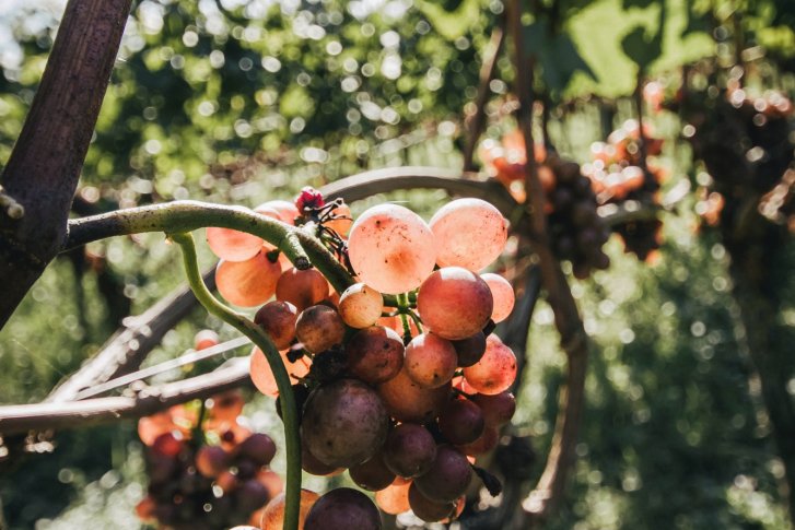 Trauben hängen an Reben im Sonnenlicht, umgeben von grünem Weinbergshintergrund.