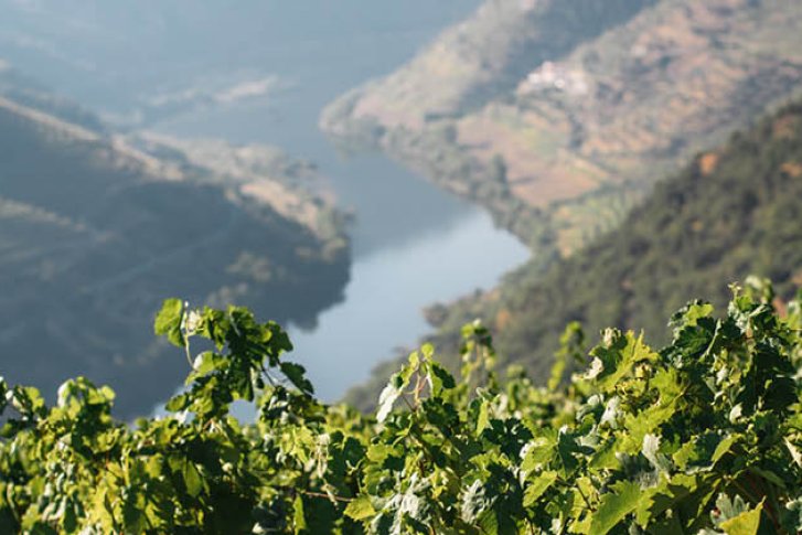 Weinreben wachsen üppig auf einem Hügel, mit einem Fluss im Hintergrund in der Ferne.