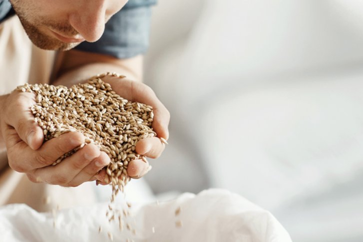 Mann hält Getreide in beiden Händen und inspiziert es, vermutlich in einer Brauerei.