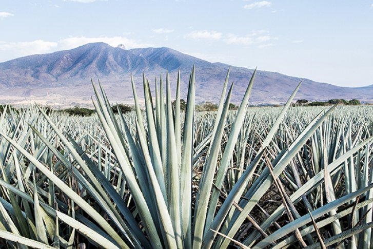 Agaven wachsen auf einem weiten Feld vor einem Berg unter klarem Himmel.