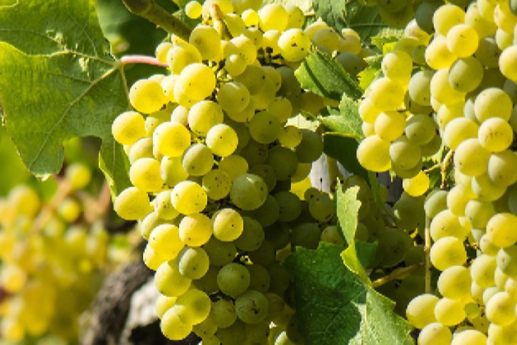 Grüne Trauben hängen reif schimmernd an der Rebe im sonnigen Weinberg.