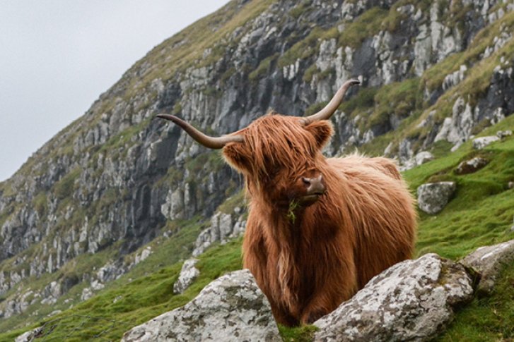 Rind mit langem Fell steht zwischen Felsen auf einer grünen Bergwiese.