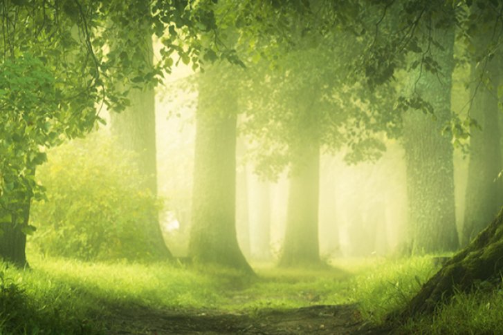 Bäume stehen still im dichten, nebligen Wald, von sanftem Sonnenlicht durchflutet.