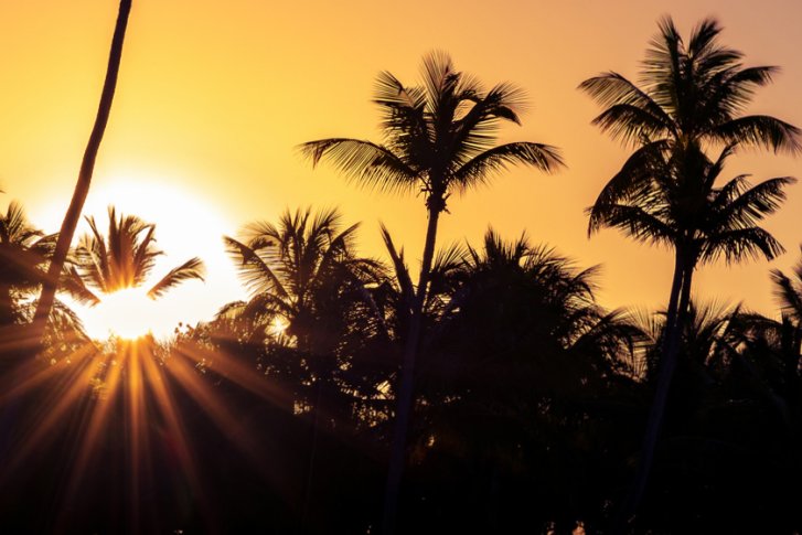 Palmen stehen silhouettenhaft vor einem leuchtenden Sonnenuntergangshimmel.