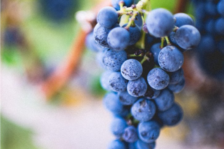 Trauben hängen an der Rebe, umgeben von unscharfem, grünem Laub im Hintergrund.