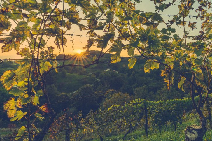 Weinreben hängen still in der Abenddämmerung, während die Sonne über der Landschaft untergeht.