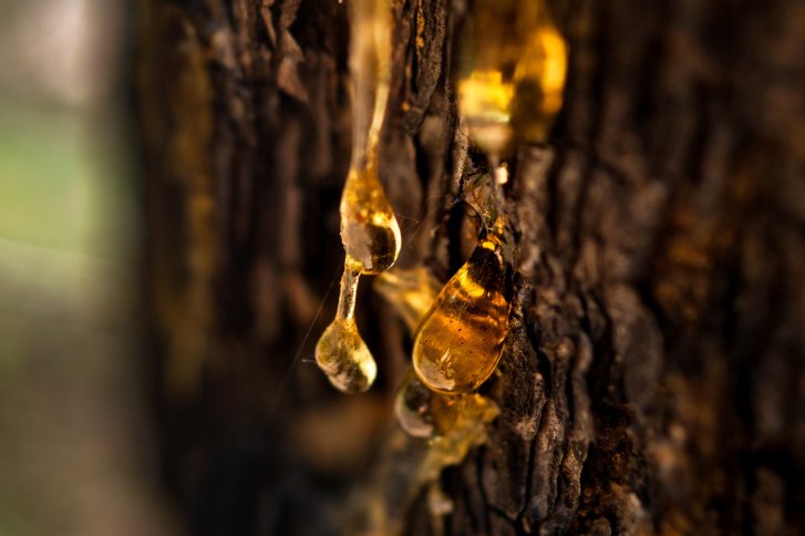 Harz tropft von Baumrinde, in einem natürlichen Waldumfeld mit unscharfem Hintergrund.