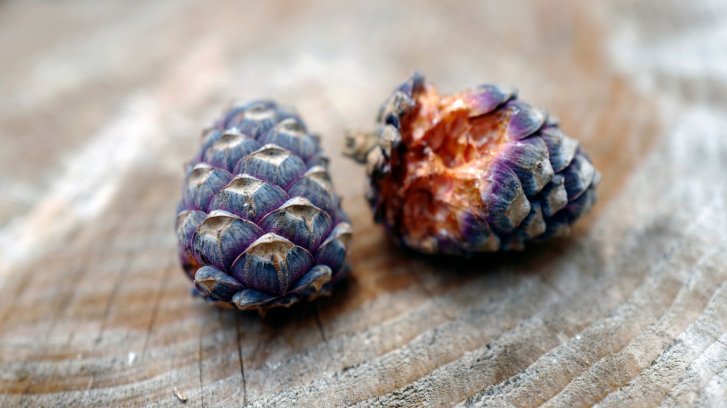 Zwei kleine, violette Tannenzapfen liegen auf einer hölzernen Oberfläche, eine ist angebissen.