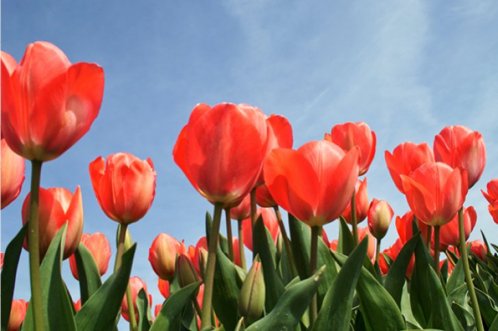 Rote Tulpen stehen im Feld unter klarem, blauem Himmel bei Tageslicht.