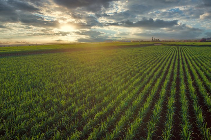 Grünpflanzen wachsen in Reihen auf einem Feld, während die Sonne am Himmel untergeht.