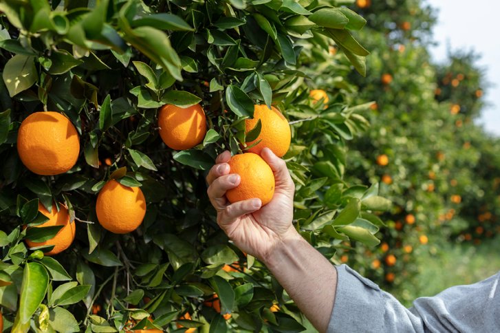 Eine Hand pflückt Orangen von einem Baum in einem Obstgarten.