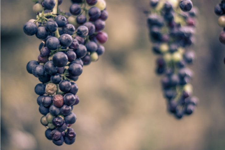 Trauben hängen an Reben, reif und bunt gefärbt, in einem unscharfen, natürlichen Hintergrund.