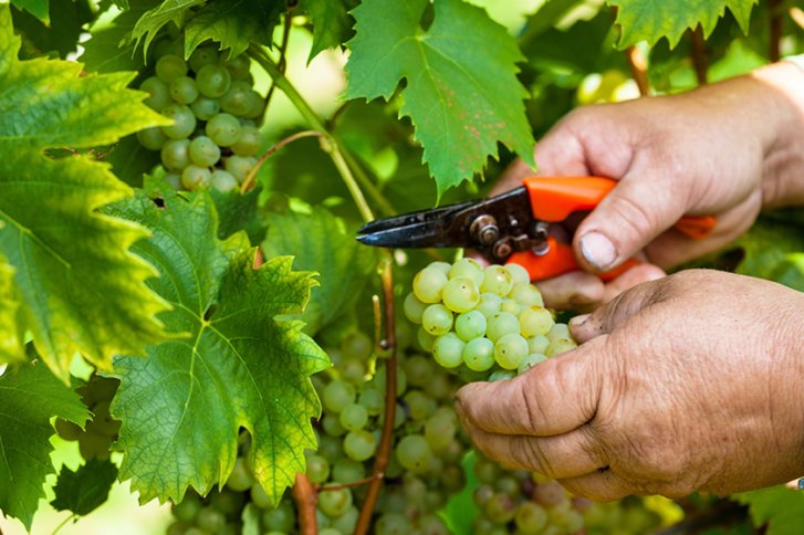 Weintrauben werden mit einer Schere abgeschnitten, umgeben von grünen Blättern im Weinberg.