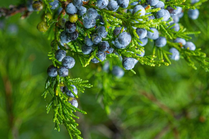 Blaue Beeren hängen von grünen Zweigen, umgeben von einem dichten, natürlichen Hintergrund.