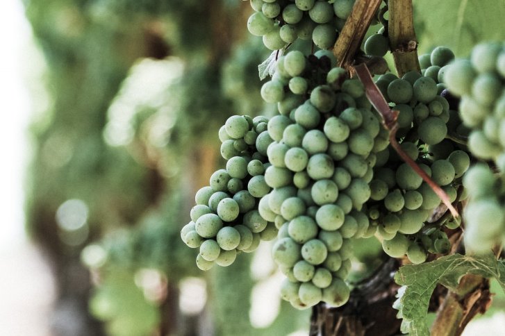 Grüne Trauben hängen an Reben im Weinberg, umgeben von verschwommenem, natürlichem Hintergrund.