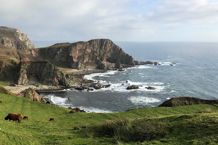 Kühe grasen friedlich auf einer grünen Klippe mit Blick auf das stürmische Meer.