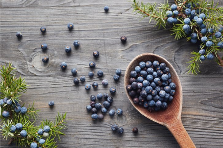 Holzlöffel enthält Wacholderbeeren, verteilt auf rustikalem Holztisch, umgeben von Wacholderzweigen.