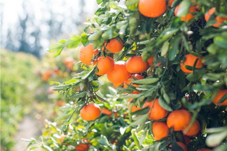 Orangen hängen an einem Baum, leuchtend im Sonnenlicht, umgeben von üppigem Grün.