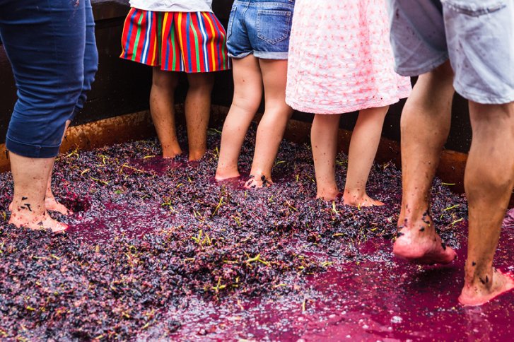 Menschen stehen barfuß in einem großen Behälter mit Trauben, umgeben von roten Saft.