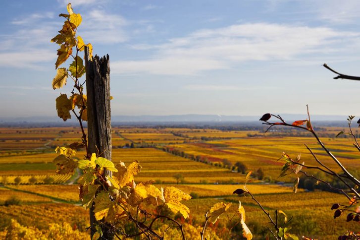 Holzpfosten mit gelben Weinblättern verziert, steht in herbstlicher Weinlandschaft unter blauem Himmel.