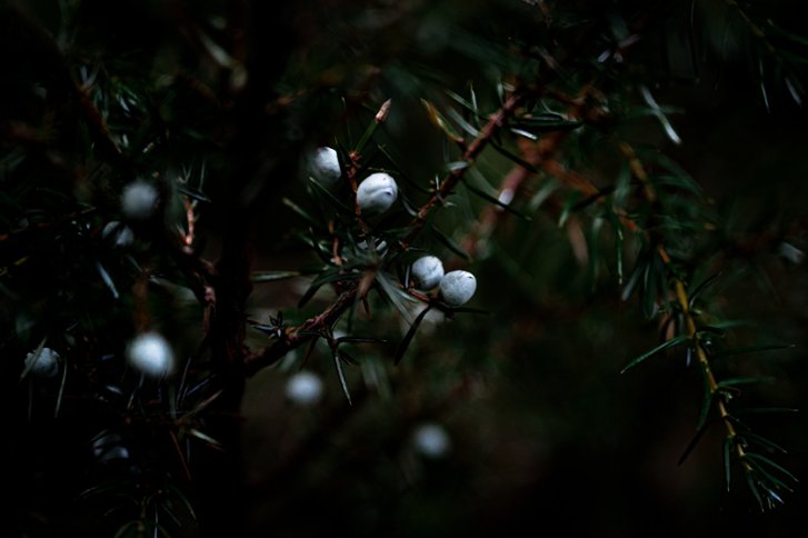Wacholderbeeren hängen still an dunklen Zweigen im unscharfen, natürlichen Hintergrund.