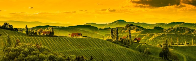 Weinberge bedeckt mit Rebstöcken bei Sonnenuntergang, umgeben von Hügeln und vereinzelten Häusern.