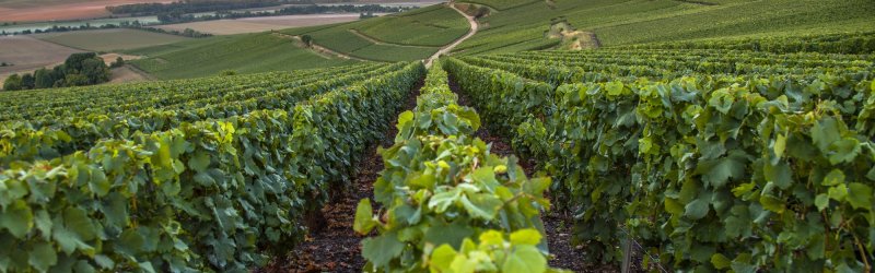 Vines grow in rows on a sprawling hill at sunset, with a wide view of the valley.