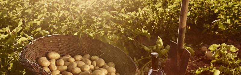 Picture shows potato field