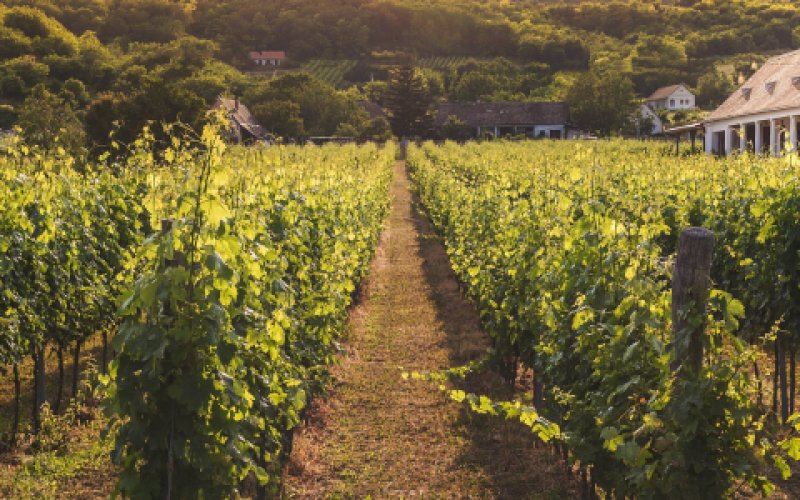 Weinreben bei einer Herbstlichen Stimmung  